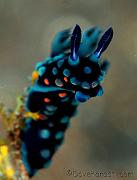 09 Nembrotha cristata